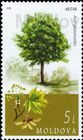 № 1035 (5.00 Lei) Norway Maple (Acer platanoides)