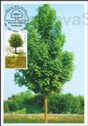 Norway Maple (Acer platanoides)