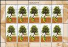 № 1036 Kb - European Oak (Quercus robur)
