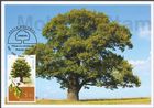№ 1036 MC1 - European Oak (Quercus robur)