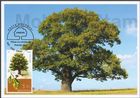 European Oak (Quercus robur)