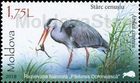 Grey Heron (Ardea cinerea)
