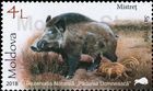 Wild Boar (Sus scrofa)