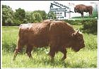 № 1040 MC2 - European Bison (Bison bonasus)