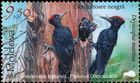 Black Woodpecker (Dryocopus martius)