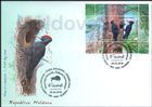 Black Woodpecker