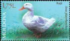 Domestic Duck (Anas platyrhynchos)