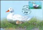 № 1057 MC1 - Domestic Duck (Anas platyrhynchos)