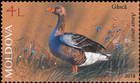 Domestic Goose (Anser anser domesticus)
