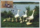 № 1058 MC2 - Domestic Poultry 2018