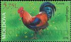 Cockrel (Rooster) (Gallus gallus domesticus)