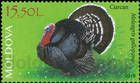 Domestic Turkey (Meleagris gallopavo)