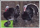 № 1060 MC2 - Domestic Turkeys