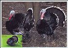 № 1060 MC2 - Domestic Poultry 2018