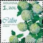 Guelder-rose or Snowball Tree (Viburnum opulus roseum)