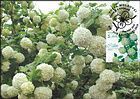 Guelder-rose or Snowball Tree (Viburnum opulus roseum)