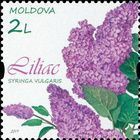 № 1089 (2.00 Lei) Lilac (Syringa vulgaris)