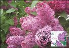 № 1089 MC1 - Lilac (Syringa vulgaris)