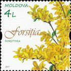 Forsythia