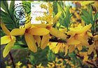 Forsythia