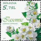 Jasmine (Jasminus communis)