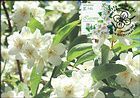 Jasmine (Jasminus communis)