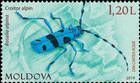 Alpine Longhorn Beetle (Rosalia alpina/Rosalia longicorn)