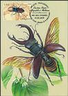 № 1093 MC1 - Stag Beetle (Lucanus cervus)