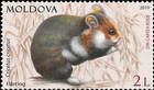 European Hamster (Cricetus cricetus)