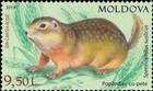 Speckled Ground Squirrel (Spermophilus suslicus)