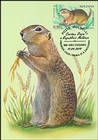 № 1095 MC1 - Speckled Ground Squirrel (Spermophilus suslicus)