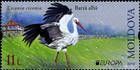 № 1096 (11.00 Lei) White Stork (Ciconia ciconia)