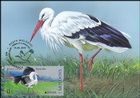 № 1096 MC1 - White Stork (Ciconia ciconia)