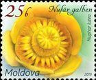 Yellow Water Lily (Nuphar lutea)