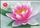 № 1099 MC1 - Flora - Water Lilies 2019