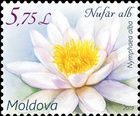 European White Water Lily (Nymphaea alba)
