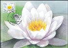 № 1100 MC1 - Flora - Water Lilies 2019