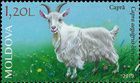 Goat (Capra aegagrus hircus)