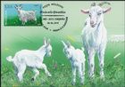 № 1105 MC1 - Goats