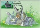 Rabbits
