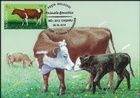 Cows