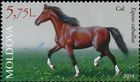 Horse (Equus ferus caballus)