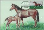 Horses