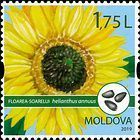 Sunflower (Helianthus annuus)