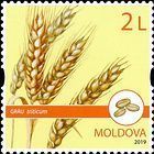 Wheat (Triticum)