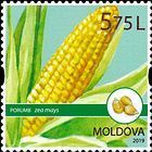 Maize (Zea mays)