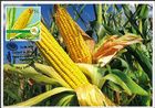 Maize