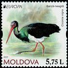 Black Stork  (Ciconia nigra)
