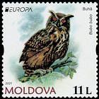 Eurasian Eagle-Owl (Bubo bubo)
