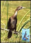 Pygmy cormorant (Phalacrocorax pygmeus)